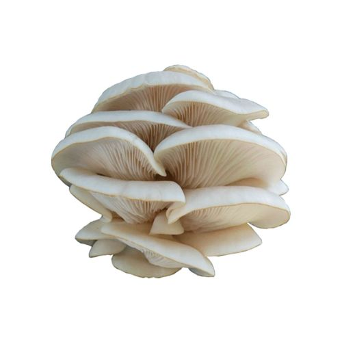 İstiridye Kayın Mantarı 200 Gr